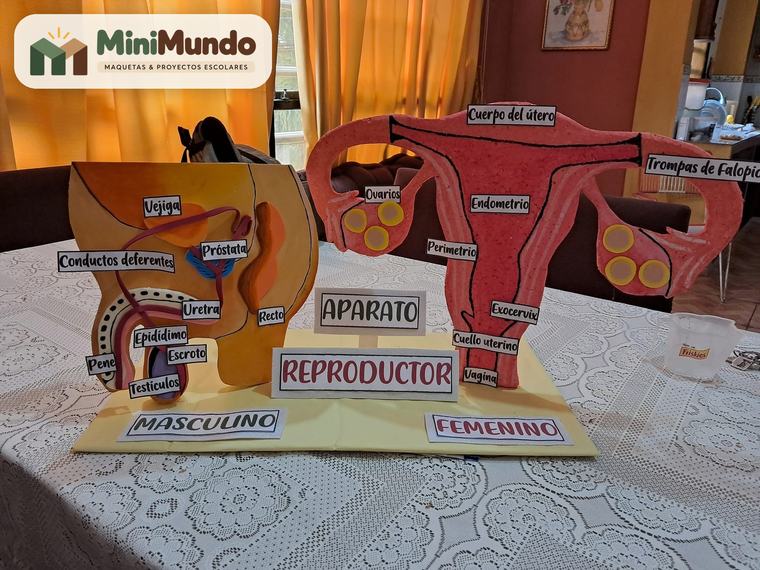 Maqueta: Aparato reproductor. Masculino y femenino, con cada órgano señalado.