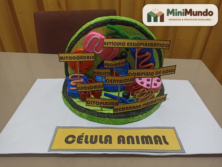 Maqueta: Célula animal en 3D. Mitocondria, retículo endoplasmático, núcleo, centriolo y complejo de Golgi.