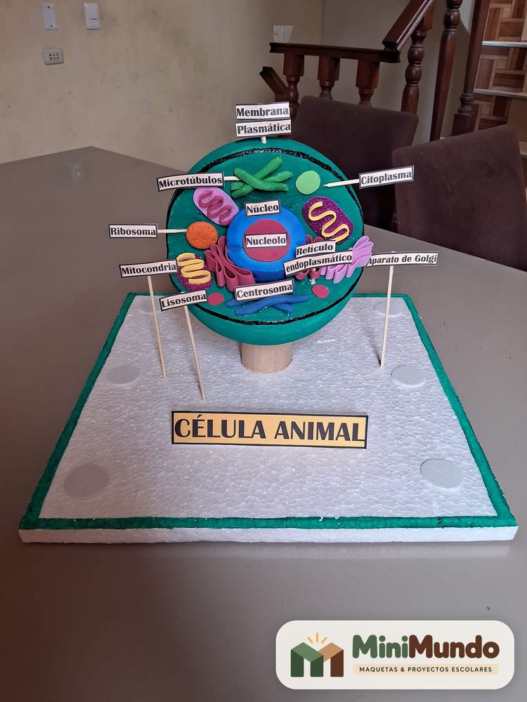 Maqueta: Célula animal. Membrana, núcleo, mitocondrias, ribosomas y aparato de Golgi.