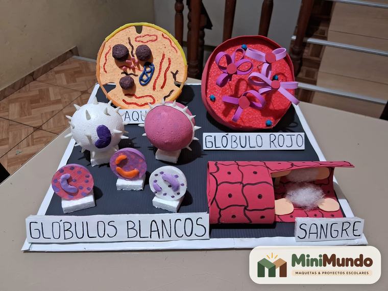 Maqueta: Células de la sangre. Glóbulos blancos, glóbulos rojos, plaquetas y sangre.