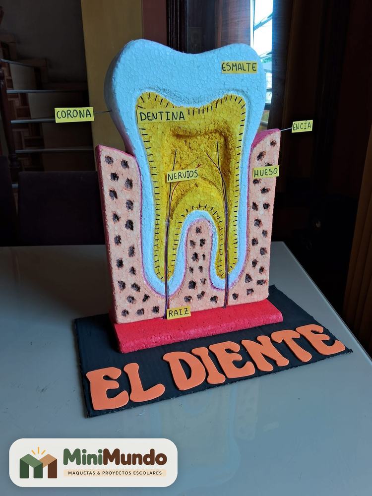 Maqueta del diente con esmalte, dentina, nervios y raíz