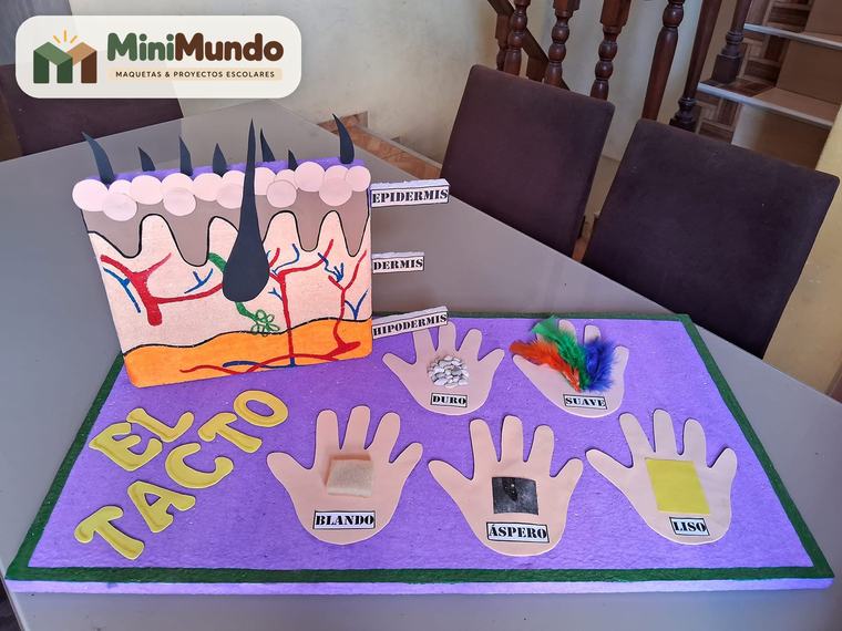Maqueta: El tacto. Capas de la piel y texturas para tocar: blando, áspero, liso y más.