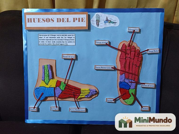 Maqueta: Huesos del pie. Vista lateral y superior con cada hueso señalado.