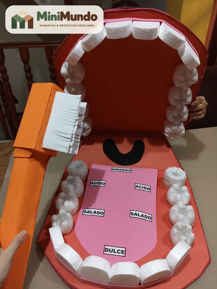 Maqueta: La boca y los sabores. Dentadura gigante con la lengua y sus zonas de sabor.