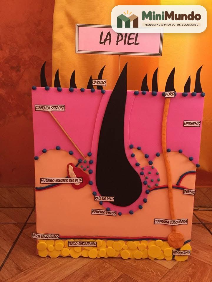Maqueta: La piel. Pelo, poros, glándulas, vasos sanguíneos y capas de la piel.