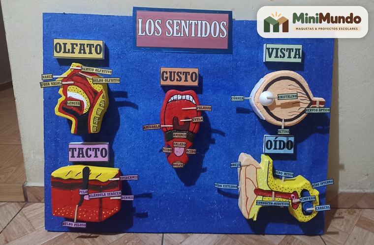 Maqueta: Los sentidos. Olfato, gusto, vista, tacto y oído.