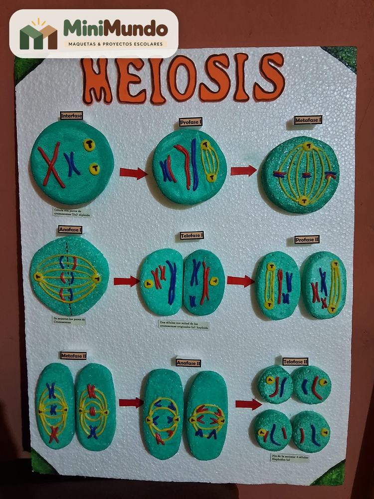 Maqueta: Meiosis. Las fases de la división celular, paso a paso.