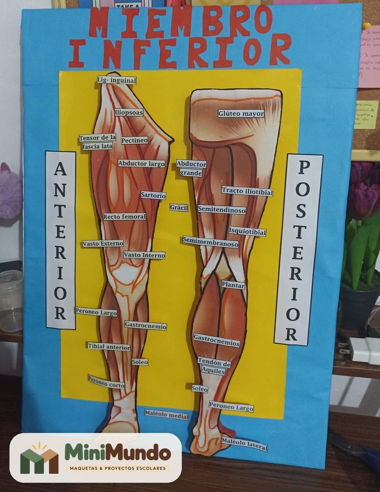 Maqueta: Miembro inferior. Músculos de la pierna en vista anterior y posterior.