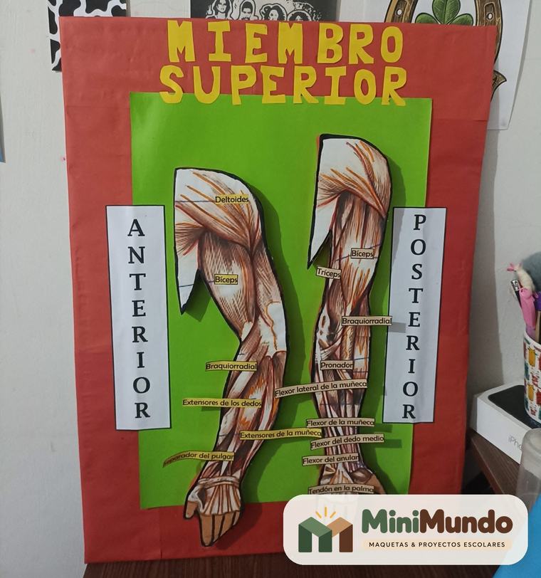 Maqueta: Miembro superior. Músculos del brazo en vista anterior y posterior.