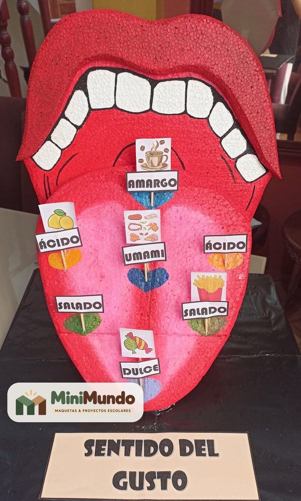 Maqueta: Sentido del gusto. Lengua gigante con los sabores dulce, salado, ácido, amargo y umami.