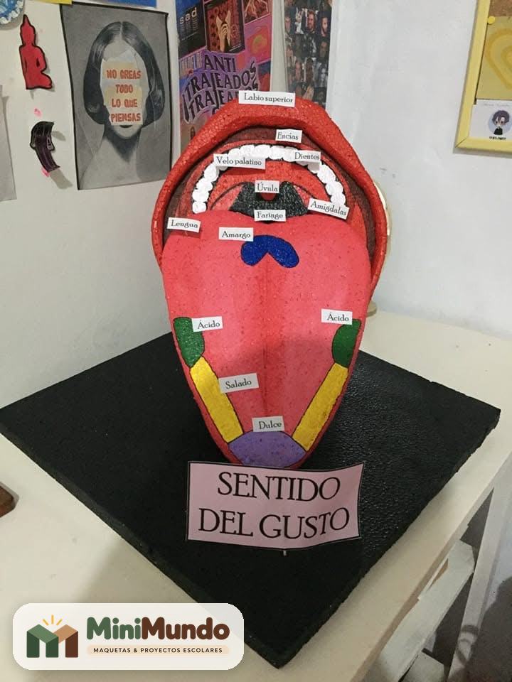 Maqueta: Sentido del gusto. Boca y lengua con las zonas de los sabores.