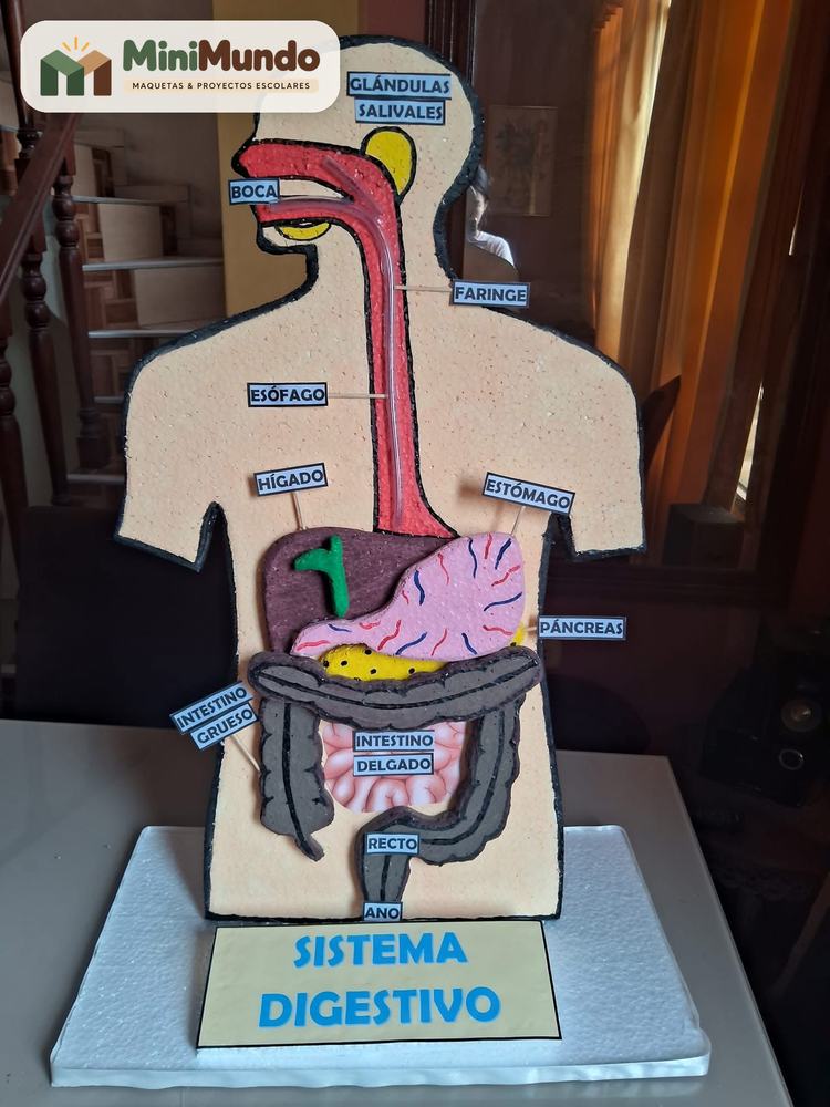Maqueta: Sistema digestivo. De las glándulas salivales al recto, con cada órgano señalado.