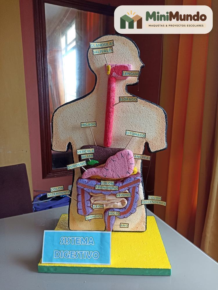 Maqueta: Sistema digestivo. Los órganos del aparato digestivo, uno por uno.
