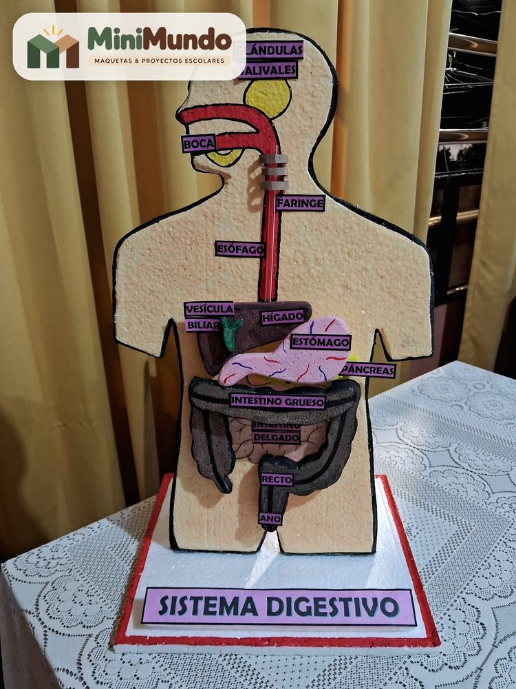 Maqueta: Sistema digestivo. Boca, faringe, esófago, estómago, hígado, páncreas e intestinos.
