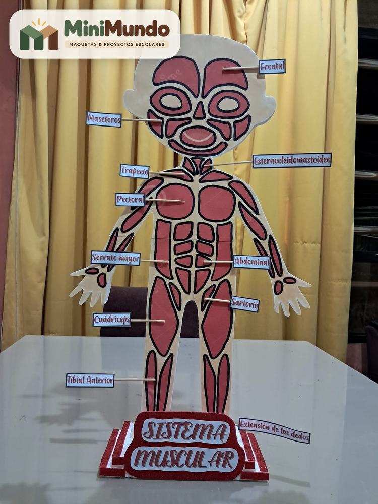 Maqueta: Sistema muscular. Figura humana con sus músculos principales señalados.