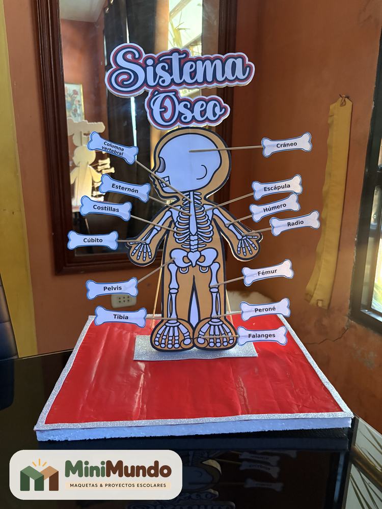 Maqueta: Sistema óseo. Cráneo, columna, costillas, húmero, fémur, tibia y más huesos señalados.
