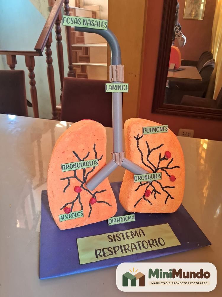 Maqueta: Sistema respiratorio. Pulmones con bronquiolos y alvéolos, laringe y diafragma.