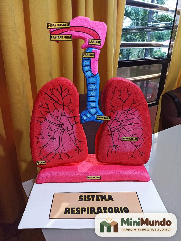 Maqueta: Sistema respiratorio. Fosas nasales, laringe, tráquea y pulmones con bronquios.