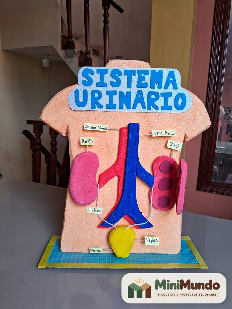 Maqueta: Sistema urinario. Riñones, uréteres, vejiga y uretra.
