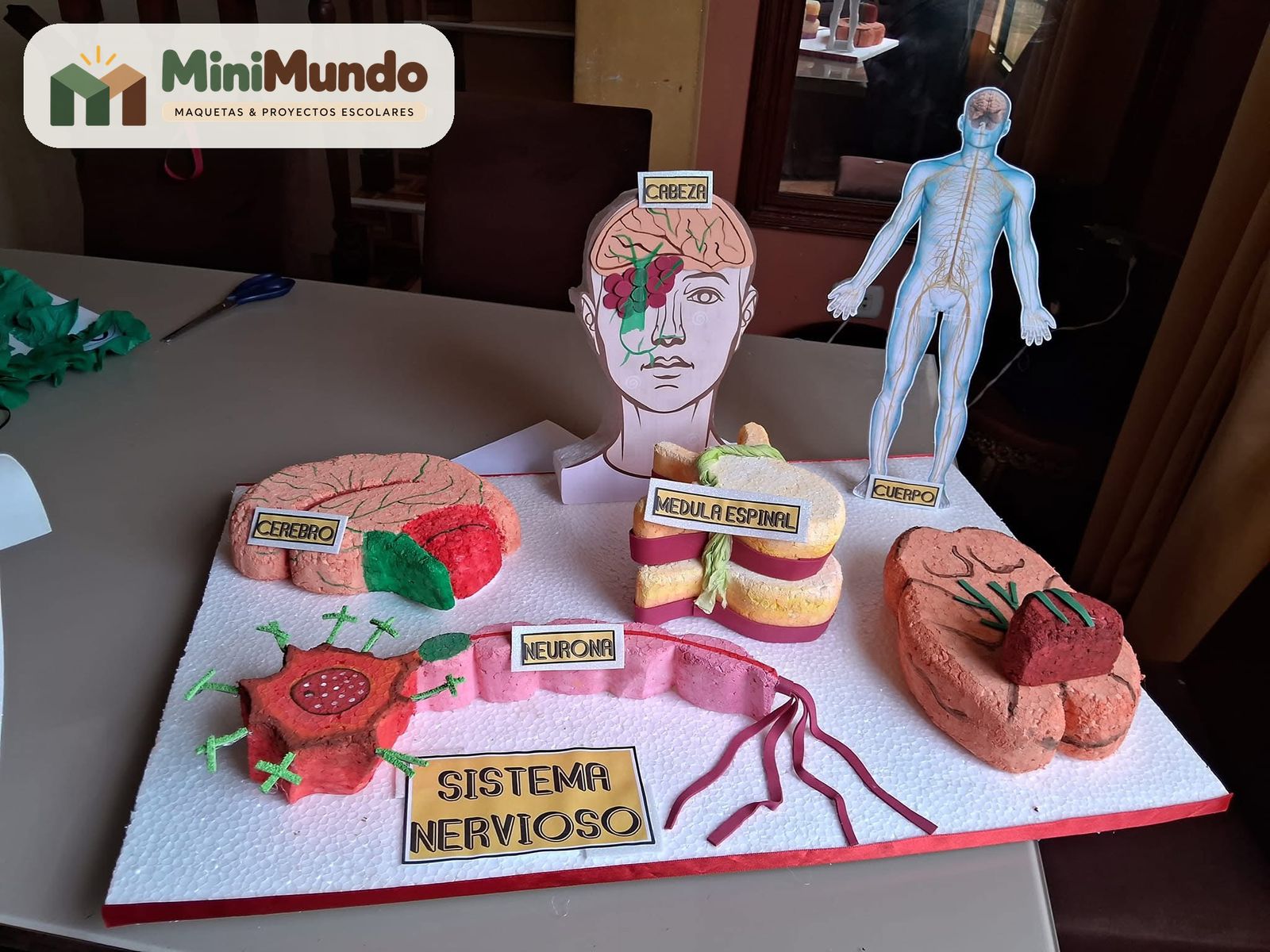 Maqueta: Sistema nervioso. Cerebro, cerebelo, médula espinal y neurona.